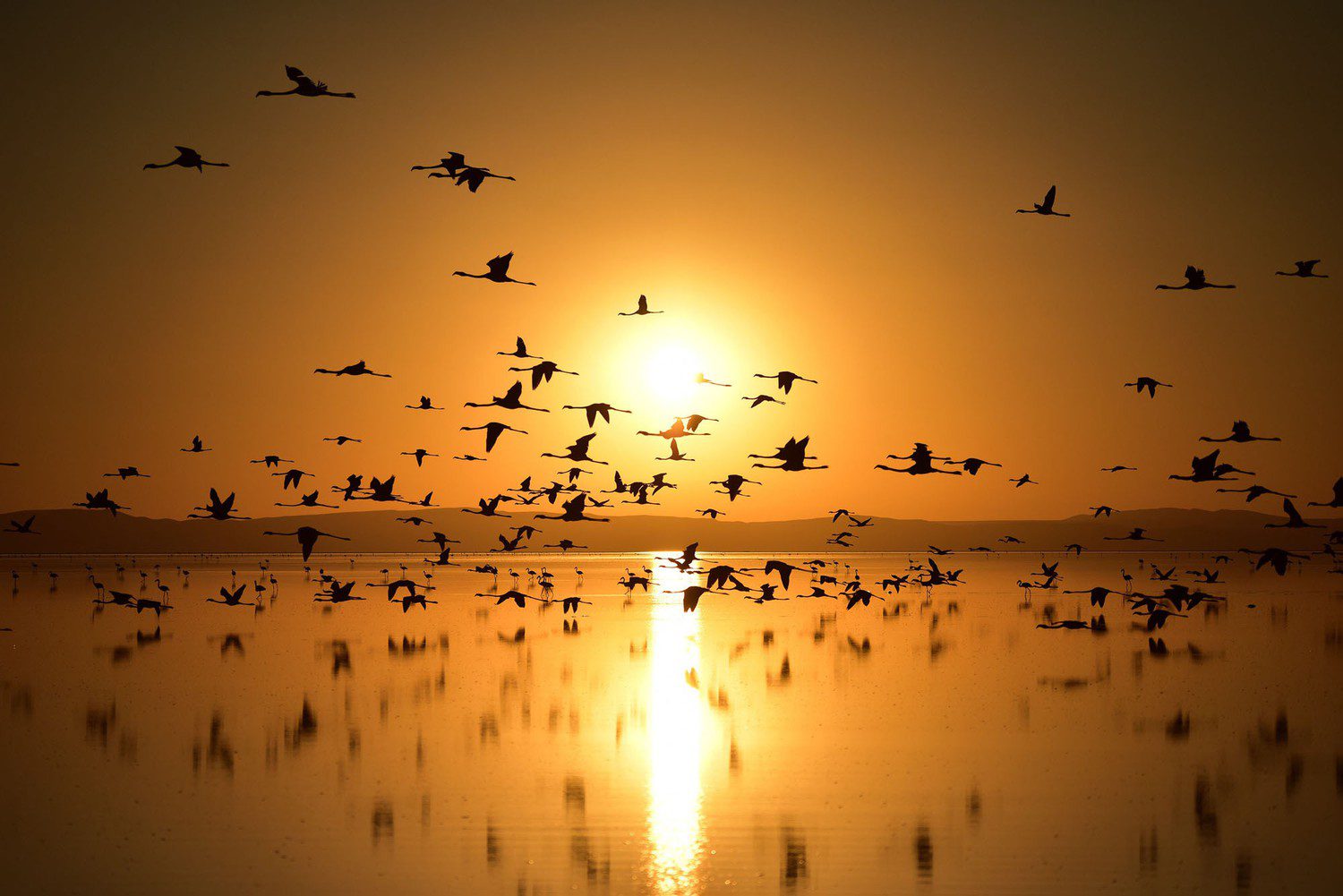 A flock of birds flying over the water at sunset.