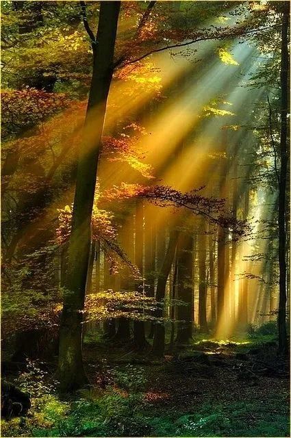 A forest with sunlight shining through the trees.